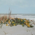 Daisies On The Beach